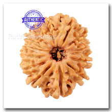 Load image into Gallery viewer, 14 Mukhi Nepalese Rudraksha - Bead No. 94