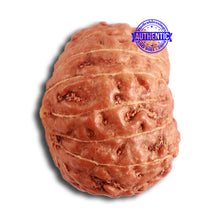 Load image into Gallery viewer, 14 mukhi Indonesian Rudraksha - Bead No. 257