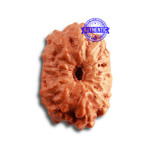 Load image into Gallery viewer, 14 mukhi Indonesian Rudraksha - Bead No. 264