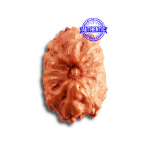 Load image into Gallery viewer, 14 mukhi Indonesian Rudraksha - Bead No. 264