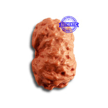 Load image into Gallery viewer, 14 mukhi Indonesian Rudraksha - Bead No. 264