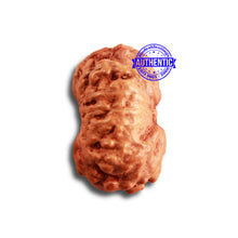 Load image into Gallery viewer, 14 mukhi Indonesian Rudraksha - Bead No. 264