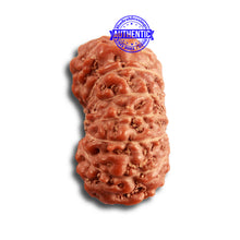 Load image into Gallery viewer, 14 mukhi Indonesian Rudraksha - Bead No. 271