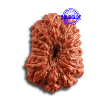 Load image into Gallery viewer, 14 mukhi Indonesian Rudraksha - Bead No. 274