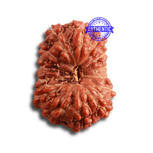 Load image into Gallery viewer, 14 mukhi Indonesian Rudraksha - Bead No. 274