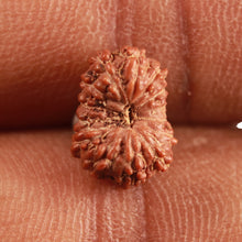 Load image into Gallery viewer, 14 mukhi Indonesian Rudraksha - Bead No. 274