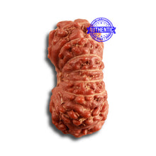 Load image into Gallery viewer, 14 mukhi Indonesian Rudraksha - Bead No. 274