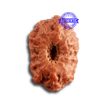 Load image into Gallery viewer, 14 mukhi Indonesian Rudraksha - Bead No. 277
