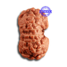 Load image into Gallery viewer, 14 mukhi Indonesian Rudraksha - Bead No. 277
