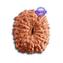 Load image into Gallery viewer, 14 mukhi Indonesian Rudraksha - Bead No. 279