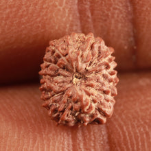 Load image into Gallery viewer, 14 mukhi Indonesian Rudraksha - Bead No. 279