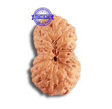 Load image into Gallery viewer, 14 mukhi Indonesian Rudraksha - Bead No. 282