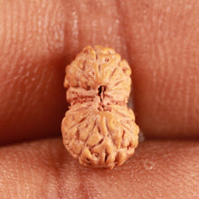Load image into Gallery viewer, 14 mukhi Indonesian Rudraksha - Bead No. 282