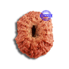 Load image into Gallery viewer, 14 mukhi Indonesian Rudraksha - Bead No. 284