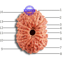 Load image into Gallery viewer, 14 mukhi Indonesian Rudraksha - Bead No. 285