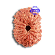 Load image into Gallery viewer, 14 mukhi Indonesian Rudraksha - Bead No. 285
