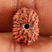 Load image into Gallery viewer, 14 mukhi Indonesian Rudraksha - Bead No. 285
