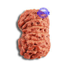 Load image into Gallery viewer, 14 mukhi Indonesian Rudraksha - Bead No. 285