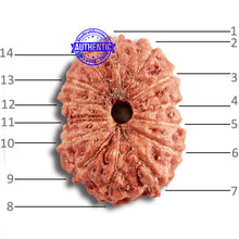 Load image into Gallery viewer, 14 mukhi Indonesian Rudraksha - Bead No. 288