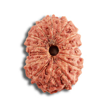 Load image into Gallery viewer, 14 mukhi Indonesian Rudraksha - Bead No. 288