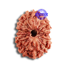 Load image into Gallery viewer, 14 mukhi Indonesian Rudraksha - Bead No. 288