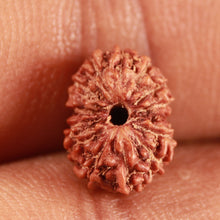 Load image into Gallery viewer, 14 mukhi Indonesian Rudraksha - Bead No. 288