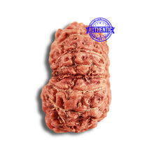Load image into Gallery viewer, 14 mukhi Indonesian Rudraksha - Bead No. 288