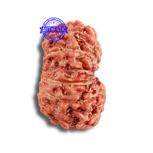 Load image into Gallery viewer, 14 mukhi Indonesian Rudraksha - Bead No. 288