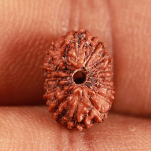 Load image into Gallery viewer, 14 mukhi Indonesian Rudraksha - Bead No. 289