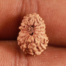 Load image into Gallery viewer, 14 mukhi Indonesian Rudraksha - Bead No. 291