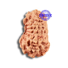 Load image into Gallery viewer, 14 mukhi Indonesian Rudraksha - Bead No. 291