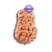 Load image into Gallery viewer, 14 mukhi Indonesian Rudraksha - Bead No. 291
