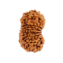 Load image into Gallery viewer, 14 Mukhi Nepalese Rudraksha - Bead No. 150