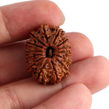 Load image into Gallery viewer, 14 Mukhi Nepalese Rudraksha - Bead No. 152