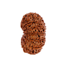 Load image into Gallery viewer, 14 Mukhi Nepalese Rudraksha - Bead No. 152