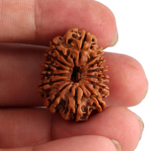 Load image into Gallery viewer, 14 Mukhi Nepalese Rudraksha - Bead No. 156