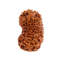 Load image into Gallery viewer, 14 Mukhi Nepalese Rudraksha - Bead No. 156