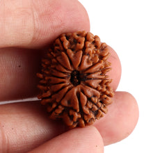 Load image into Gallery viewer, 14 Mukhi Nepalese Rudraksha - Bead No. 158