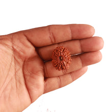 Load image into Gallery viewer, 14 Mukhi Nepalese Rudraksha - Bead No. 282