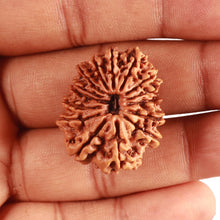 Load image into Gallery viewer, 14 Mukhi Nepalese Rudraksha - Bead No. 313