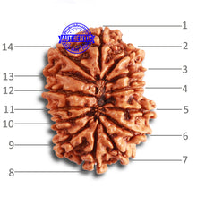Load image into Gallery viewer, 14 Mukhi Nepalese Rudraksha - Bead No. 314