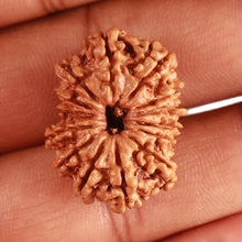 Load image into Gallery viewer, 14 Mukhi Nepalese Rudraksha - Bead No. 314