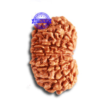 Load image into Gallery viewer, 14 Mukhi Nepalese Rudraksha - Bead No. 314