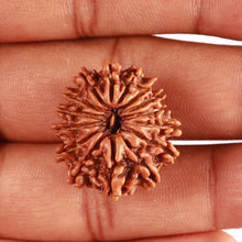 Load image into Gallery viewer, 14 Mukhi Nepalese Rudraksha - Bead No. 315