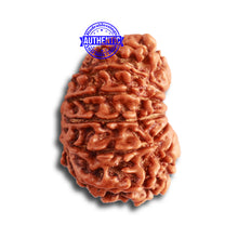 Load image into Gallery viewer, 14 Mukhi Nepalese Rudraksha - Bead No. 315