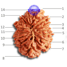 Load image into Gallery viewer, 14 Mukhi Nepalese Rudraksha - Bead No. 316