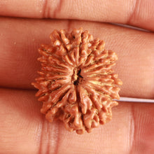 Load image into Gallery viewer, 14 Mukhi Nepalese Rudraksha - Bead No. 316