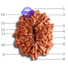 Load image into Gallery viewer, 14 Mukhi Nepalese Rudraksha - Bead No. 318