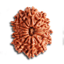 Load image into Gallery viewer, 14 Mukhi Nepalese Rudraksha - Bead No. 318