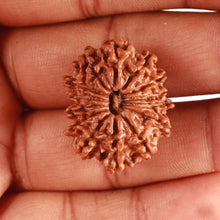 Load image into Gallery viewer, 14 Mukhi Nepalese Rudraksha - Bead No. 318